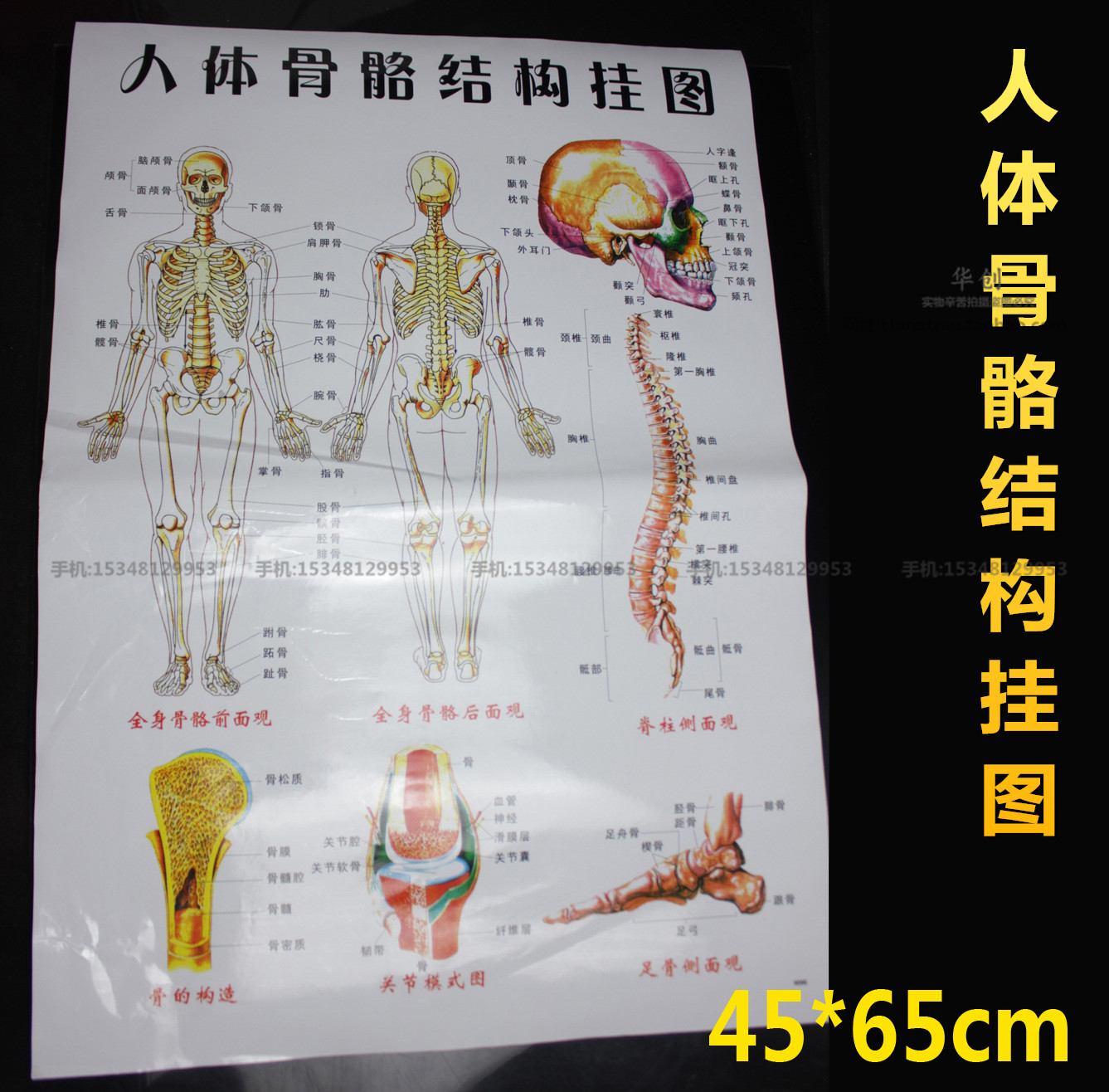 医院骨科全身头骨椎骨脚骨关节骨人体骨骼结构高清挂图医学教学