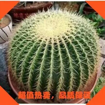 金琥仙人球盆栽室内外办公室桌面绿植仙人掌多肉植物花卉防辐射