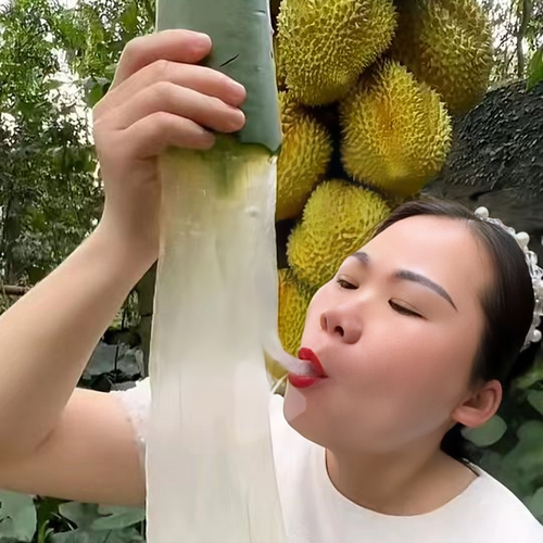 食用芦荟叶片吃播芦荟鸡汤食材