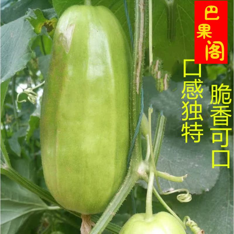 脆瓜羊角蜜脆甜可口新鲜水果现摘现发孕妇水果新鲜美味 带箱5斤|ruв категории водной мясо/свежие фрукты и овощи/еда, свежие фрукты, другие - от Buy2taobao.com для оказания профессиональной услуги покупки агента Taobao