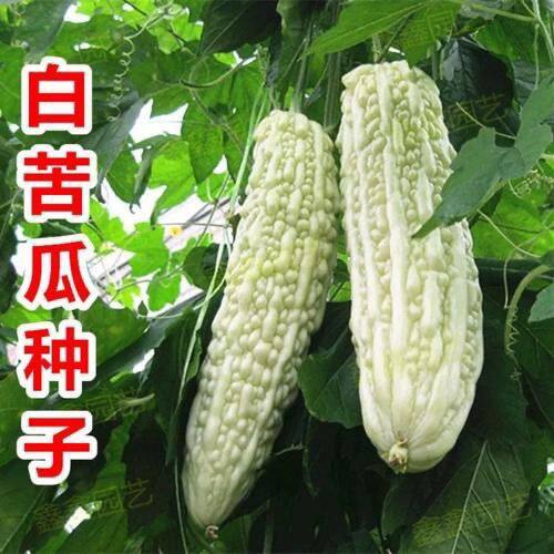 春秋高产长白大白苦瓜种子超大型抗病耐热阳台庭院蔬菜种子播种