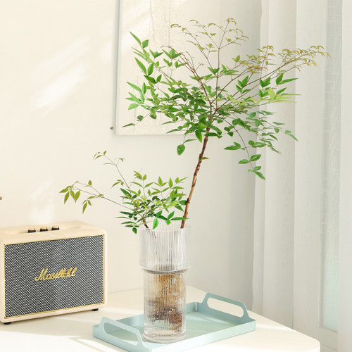 南天竹玻璃水培植物室内四季两色