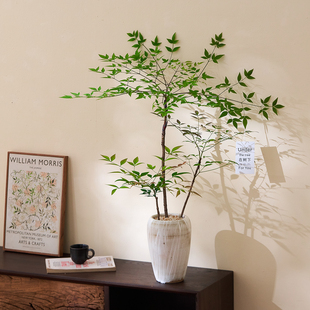 丛林南天竹盆栽阳台室内客厅轻奢绿植办公室茶桌花卉植物四季好养