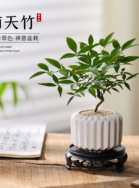 南天竹小盆栽茶桌好养易活盆景