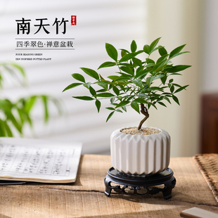 南天竹绿植小盆栽新中式禅意客厅桌面室内耐阴好养易活的植物盆景