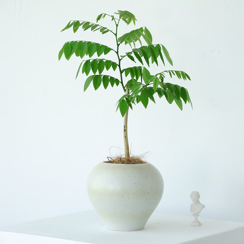 黄花梨室内室外名贵树苗盆栽