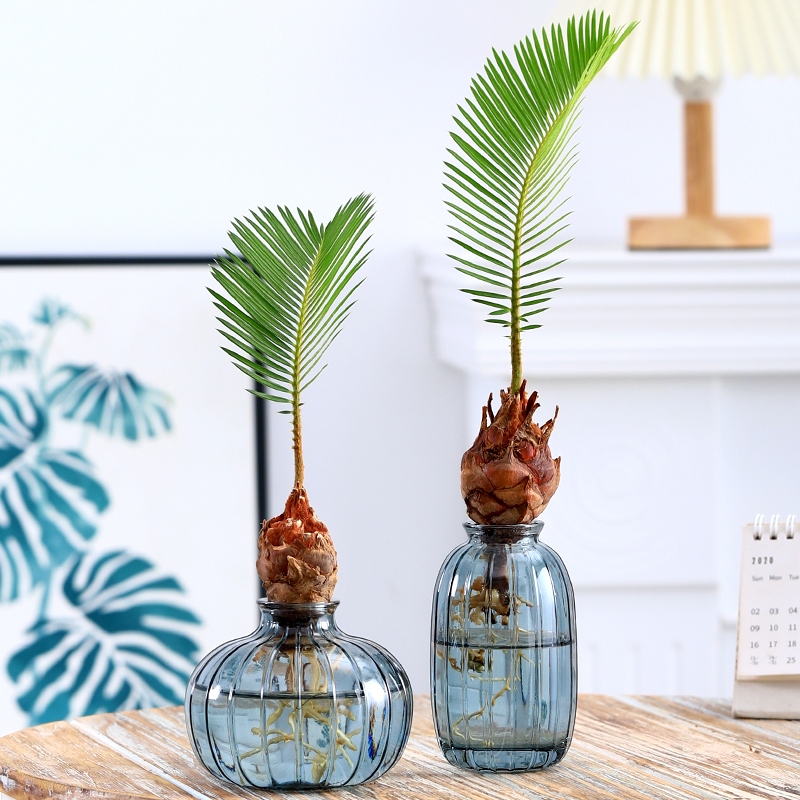 一帆风顺水培铁树盆栽创意水培