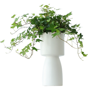 常春藤爬藤植物长春藤不需要阳光的绿植好养活家养中盆栽四季常青