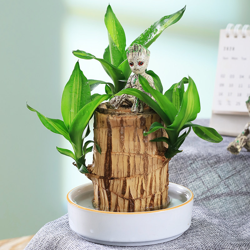 带芽发货巴西木幸运木开花水养水培植物盆栽室内办公室绿植好养活