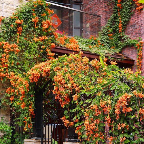 四季爬藤植物围墙易活凌霄花苗