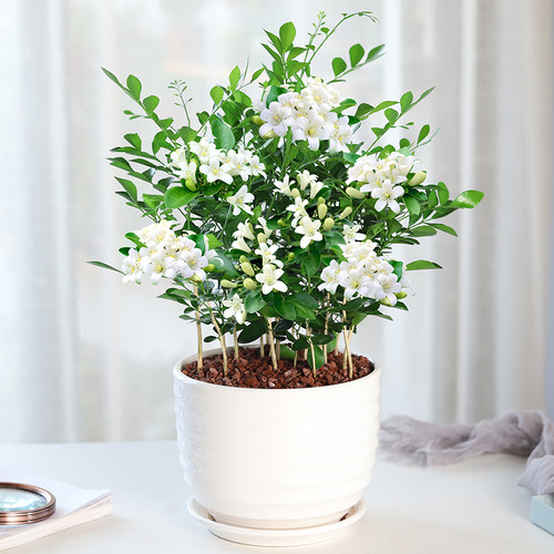 九里香盆栽驱蚊植物室内阳台浓香花卉盆景老桩四季千里香绿植好养 - 封面