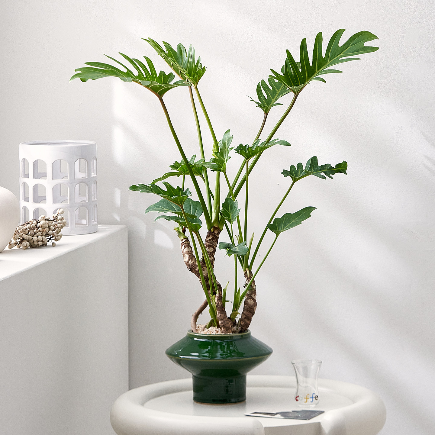 怪桩龙鳞小天使盆栽客厅轻奢绿植办公室茶室桌面花卉植物四季好养