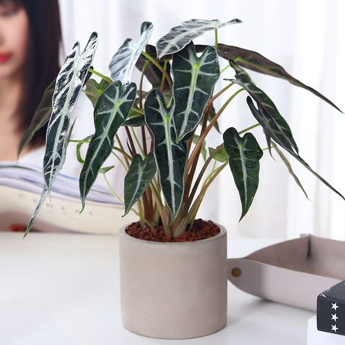 客厅办公室耐阴好养竹芋绿植盆栽