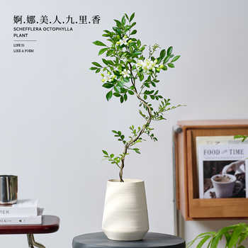 九里香盆栽室内好养活