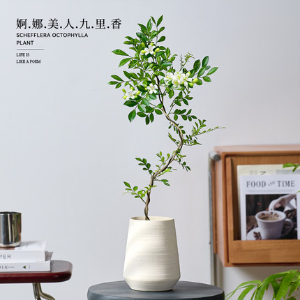 婀娜美人九里香盆栽办公室内花卉绿植盆景四季植物好养活老桩造型