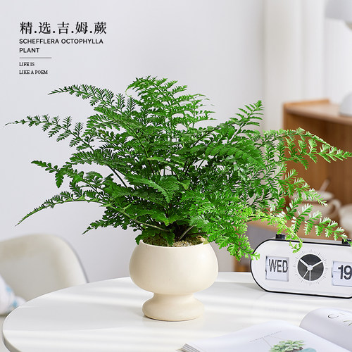 吉姆蕨盆栽适合懒人养的植物