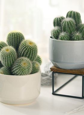 群生多头仙人球盆栽室内多肉植物大颗办公室桌面耐旱稀有绿植好养