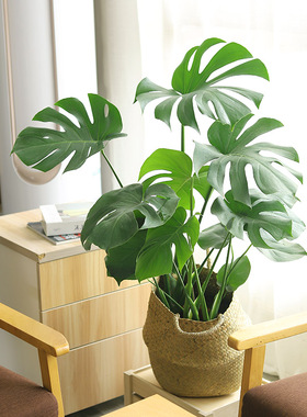 大龟背竹大盆栽植物老桩根室内客厅北欧绿植大型植物净化空气好养