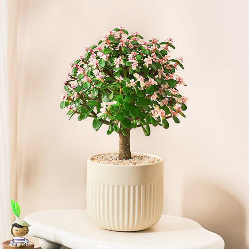 金枝玉叶罕见稀有品种多肉植物