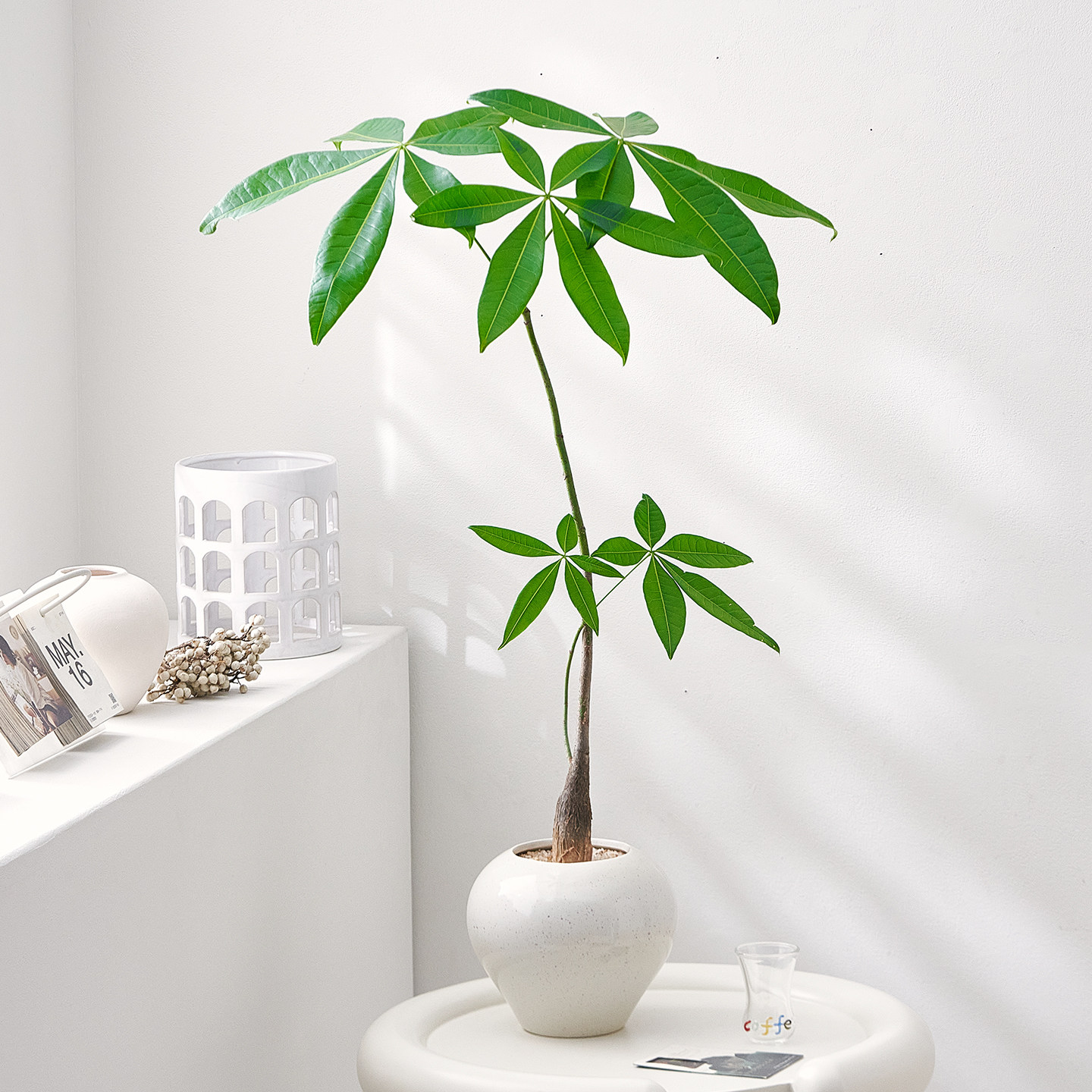 高枝发财树盆栽桌面好养植物盆景图片