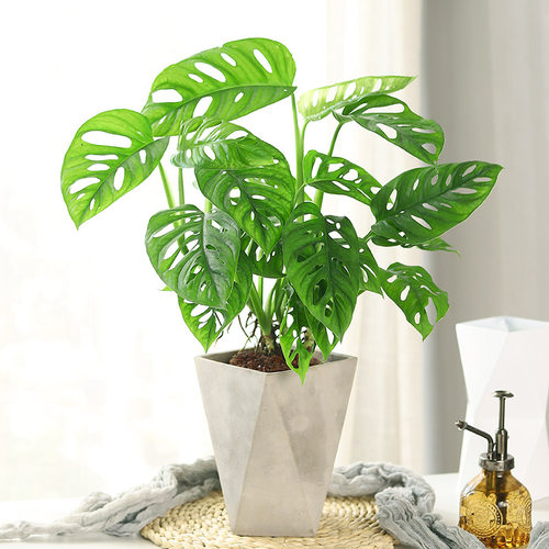 仙洞龟背竹盆栽植物室内北欧好养