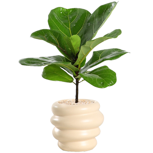 琴叶榕桌面绿植好养活室内四季小盆栽办公室工位摆件高档轻奢植物