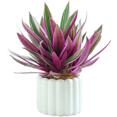 紫露兰盆栽室内轻奢绿植四季好养