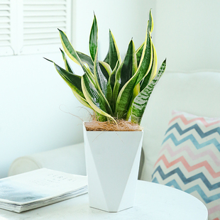 爆芽 金边虎皮兰绿植好养活室内盆栽家庭客厅电视柜旁边办公室四季