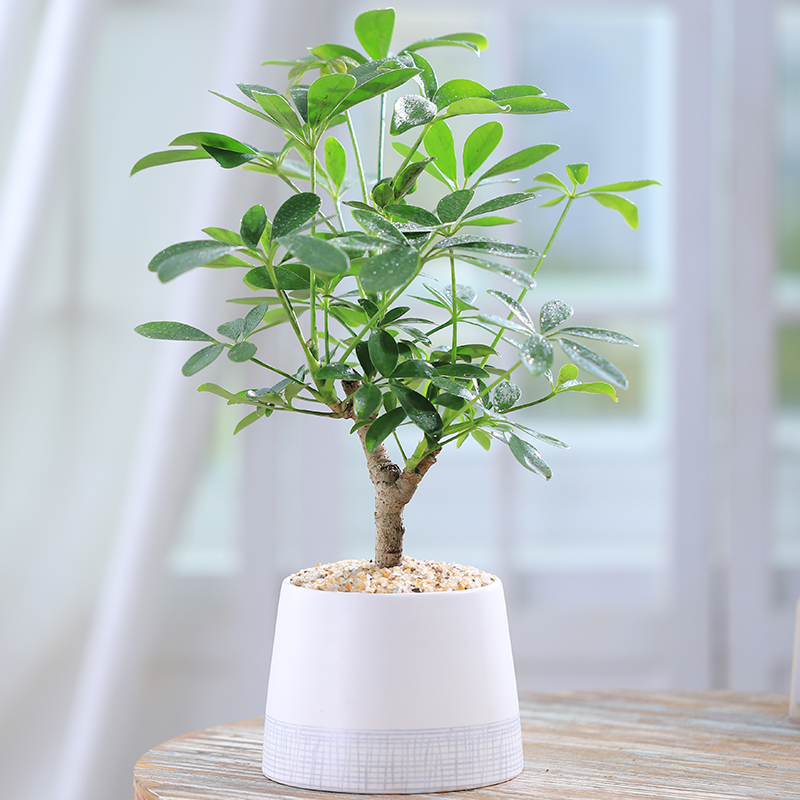 鸭脚木办公室四季绿植寓意美好