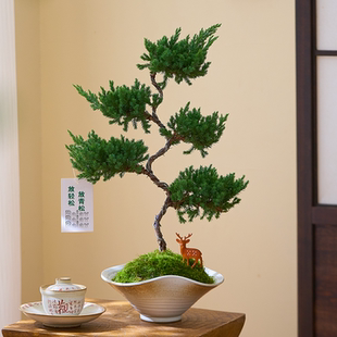 迎客松地柏盆栽室内办公室茶室禅意绿植高级感客厅好养活植物盆景