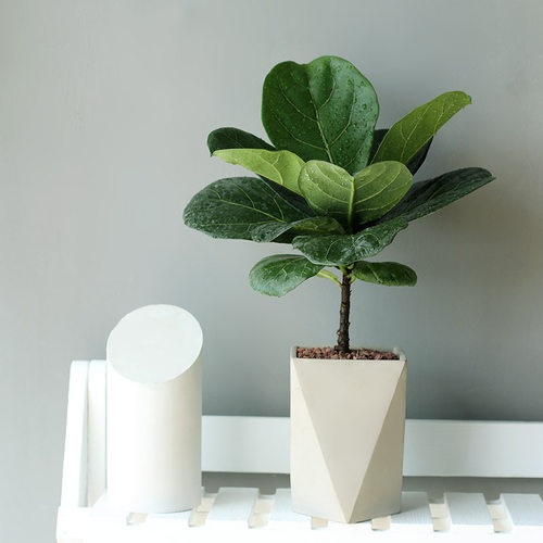 琴叶榕客厅好养活北欧四季植物