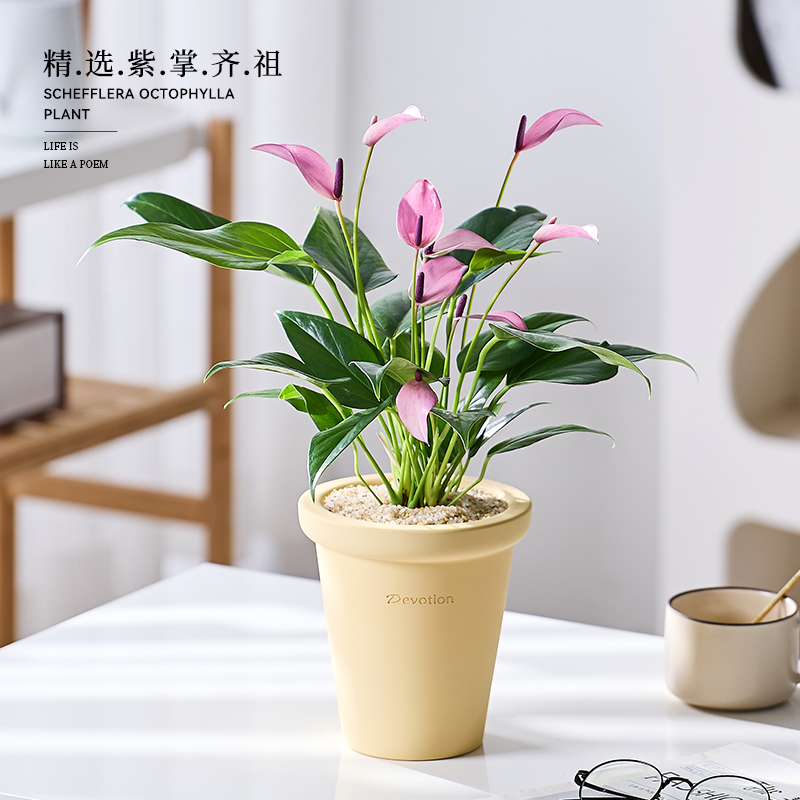 齐祖紫掌盆栽带花绿植高级感客厅室内四季好养活懒人植物香妃竹芋