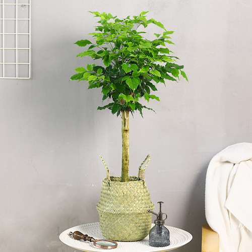 正宗独杆幸福树盆栽植物办公室