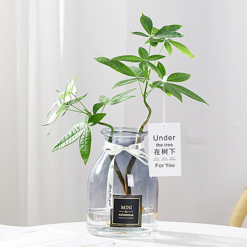 水培发财树办公室桌面四季好养