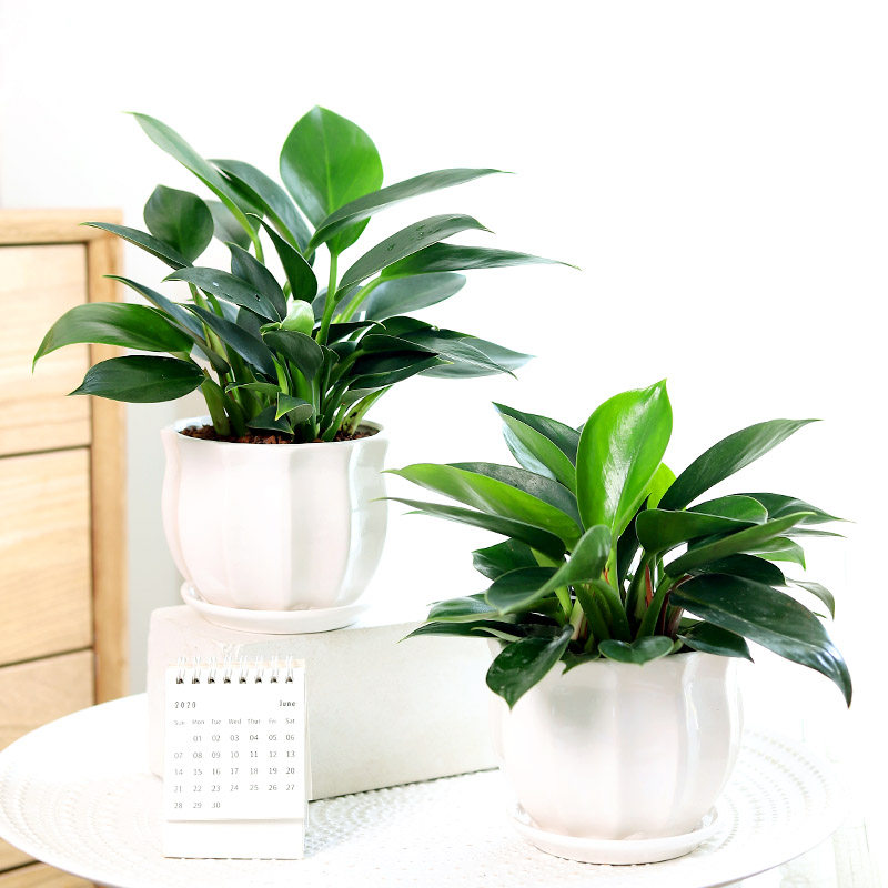 绿公主大叶金钻盆栽招财植物室内耐阴办公室绿植好养活吸甲醛四季