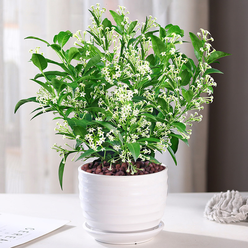 夜来香盆栽 价格 怎么样 图片