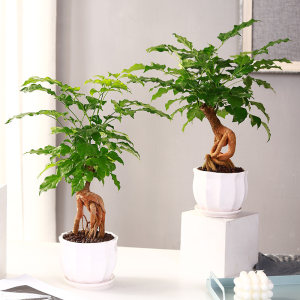桌上植物价格 桌上植物图片 星期三