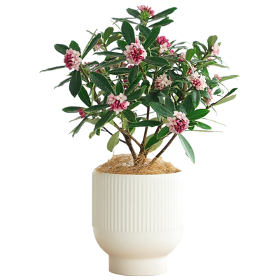 金边瑞香四季好养活花卉带花发货