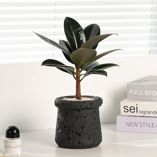 黑金刚橡皮树工位小热植好养活