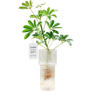 鸭脚木盆栽水培植物室内好养四季家中办公室吸二手烟的绿植鸭掌木