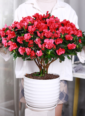 杜鹃花盆栽室外大阳台花卉盆栽易活植物带花室内客厅四季好养的花
