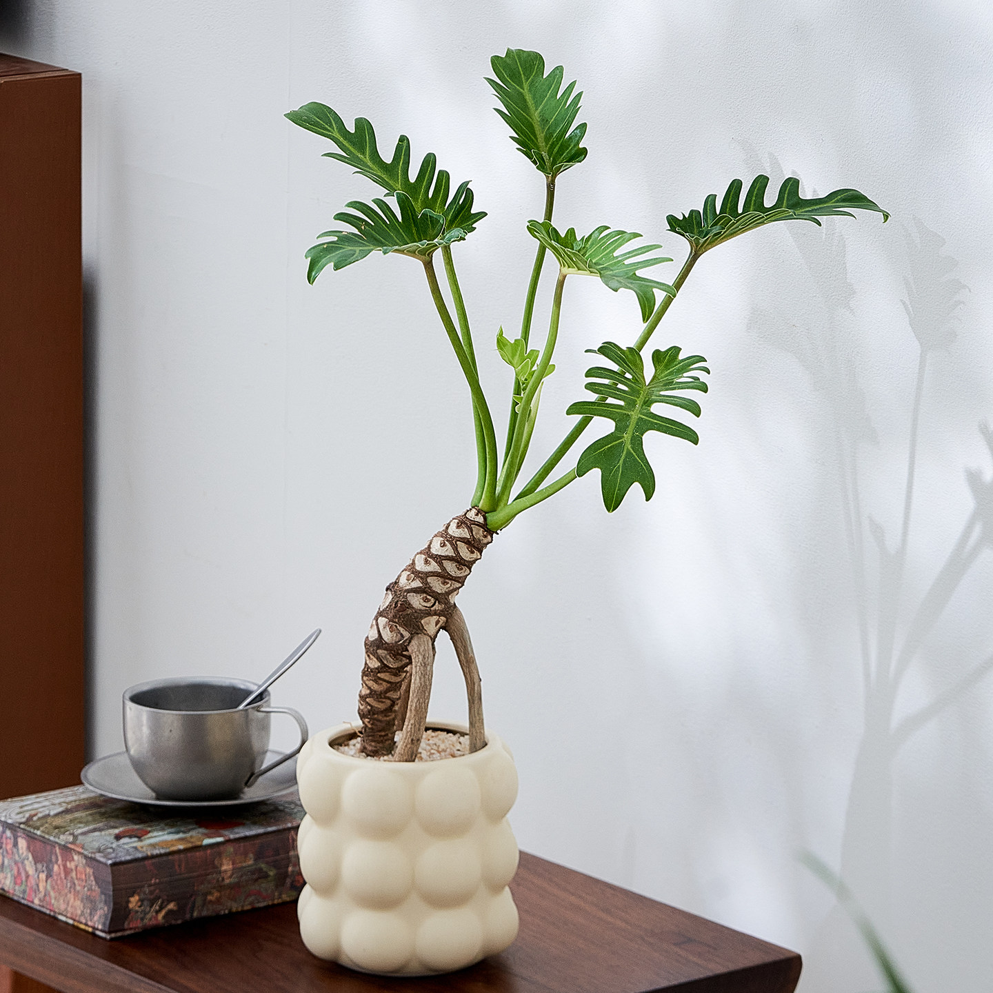 龙鳞小天使盆栽客厅轻奢绿植花卉办公室茶室桌面好养耐阴植物老桩