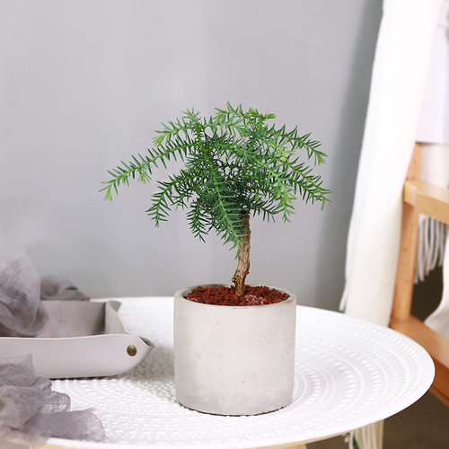 澳洲杉ins风稀有桌面四季植物