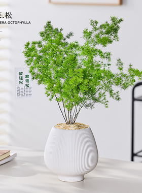 放青松蓬莱松室内盆栽植物工位办公室桌面绿植高级感客厅花卉好养