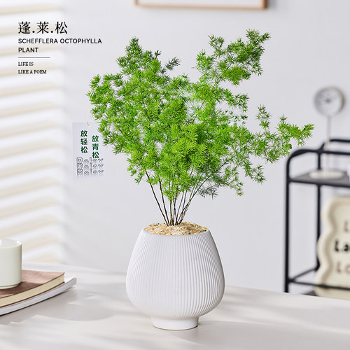 放青松蓬莱松工位客厅绿植