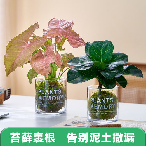 苔藓球桌面绿植四季好养活