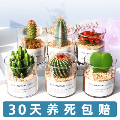 多肉植物仙人掌四季好养桌面