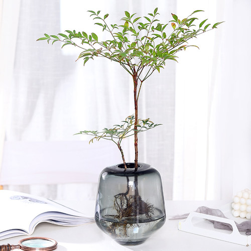南天竹水养植物室内好养高颜值