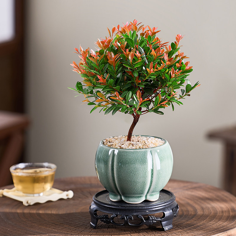 小叶赤楠盆栽茶桌绿植高级感客厅图片
