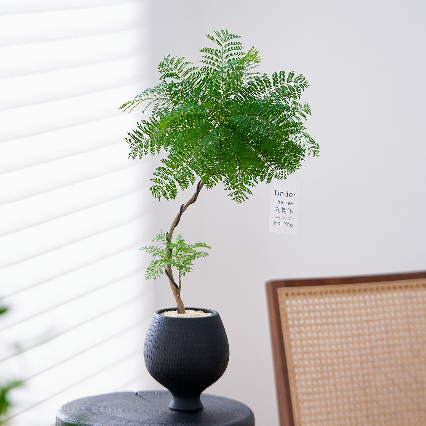 造型蓝花楹办公室客厅四季好养活